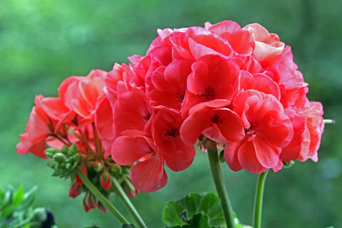 2 капли в воду – и герань цветет как угорелая круглый год: пышные шапки лезут без остановки даже зимой