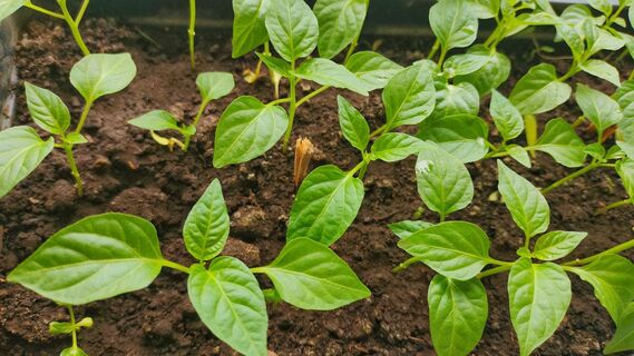 Городовой ру