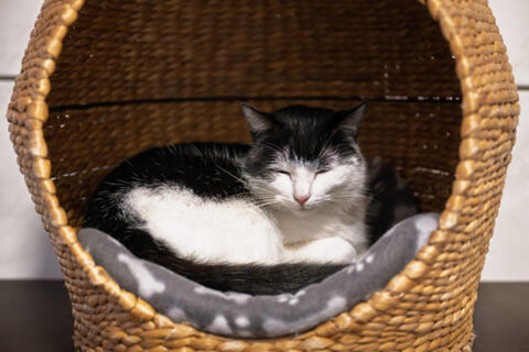 Радость в каждом "Мяу": как понять, что кошка счастлива - внимательный хозяин увидит 4 признака