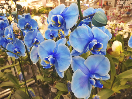 100 г в воду - и орхидея идет на рекорд по цветению: выдает бутоны пачками, один другого краше