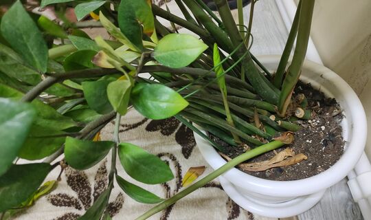 Если развалился замиокулькас - не беда: поднимаю побеги за 1 прием - без подпорок и пересадок, встанет по стойке смирно 