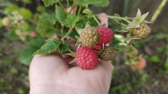 Как только малина распустила листочки – обязательно: 3 процедуры – и ягод будет в два раза больше