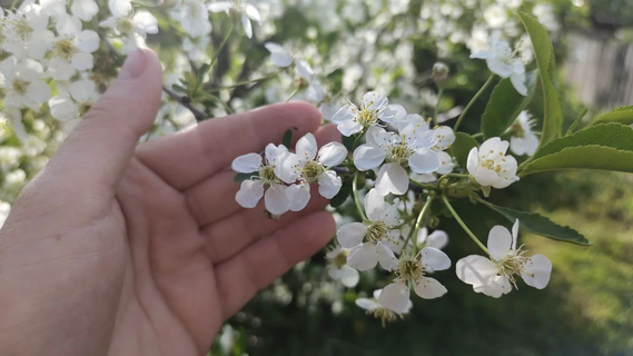 Вишню подкармливаю только по этой схеме – завязи не осыпаются даже после заморозков: секрет в 3 элементах