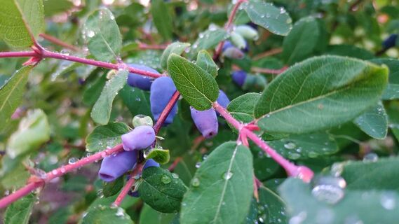 15 г под куст - и жимолость завалит урожаем: ягод будет больше, чем звезд на небе 