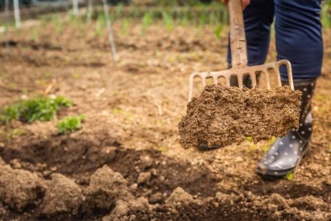 Слоеный "пирог" в качестве мульчи: ни сорняков, ни болезней, ни вредителей - урожай запредельный