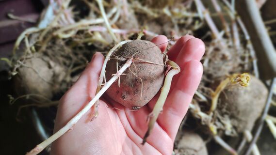 Перед посадкой картофеля - обязательно: окунаю клубни на 1 секунду в жидкость - и никаких колорадских жуков и проволочника 