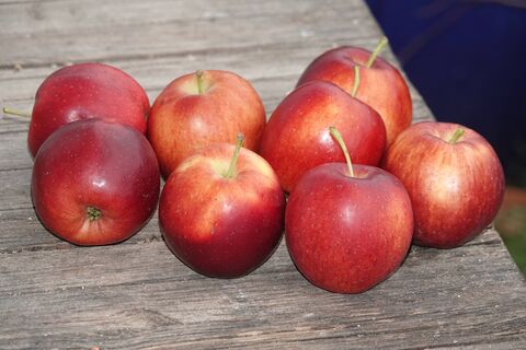 Весной забиваю под яблоней 3 палки: Запускаю плодоношение - яблоки вывожу на фуре