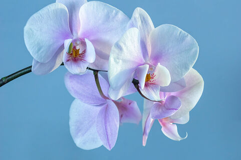 Два отхода - и орхидея превратится из "замухрышки" в красавицу: бутоны видно за километр, каждый размером с кулак