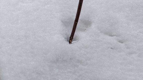 Пока не сошел снег малине - обязательно: пару горстей под кусты - и крупные ягоды погнут ветки 