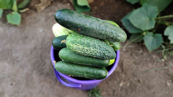 Нынче посажу ранний гибрид: "штампует" огурцы весь сезон без укрытия - в узле по 9 штук 