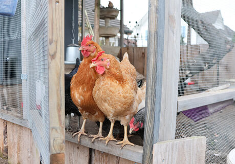 Всего одно средство - и курятник готов к лету: ни грязи, ни паразитов - куры от радости начнут небывалую яйценоскость