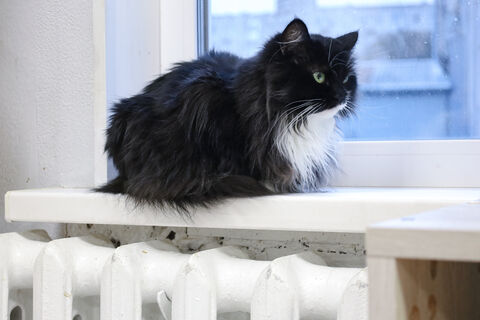 батарея, отопление, кошка