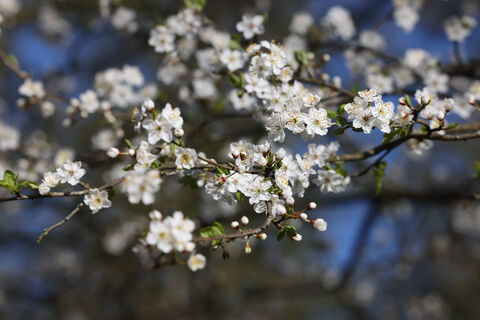 Синоптики рассказали, какой погода будет в майские праздники-2026 в разных регионах РФ: к чему готовиться 