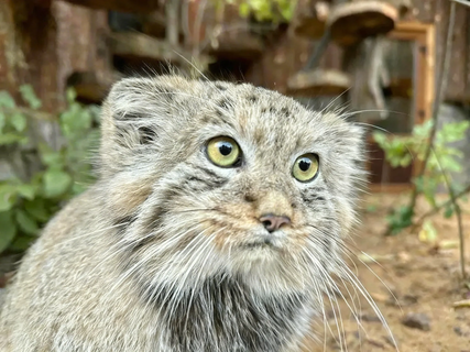 манул, зоопарк