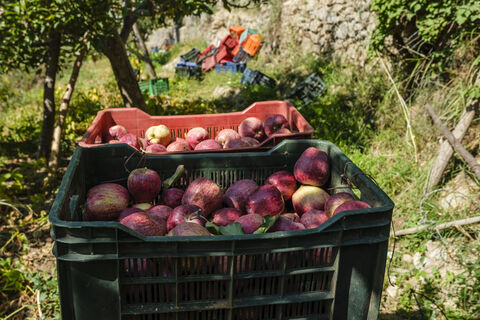 Опрыскиваем деревья "коктейлем" в апреле – и весь сезон сад как с картинки – ни парши, ни монилиоза 