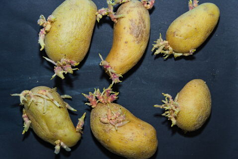 Увидели это на картофеле? Сразу его выбрасывайте! Признаки накопления токсина и меры предосторожности