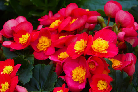 Для хилой бегонии - обязательно: 1 ложка в воду - и растение превратится в цветочный шар, бутоны полезут без продыху