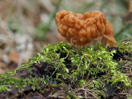 Где собирать грибы весной-2026 в Ленобласти: сморчки и маслята сами запрыгивают в корзину — самые "грибные" места