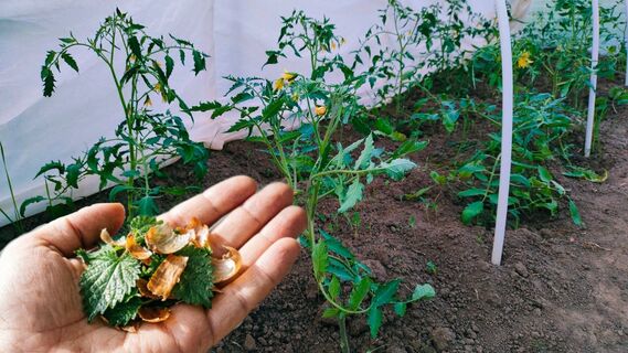 Перед высадкой рассады томатов – обязательно: 2 горсти в лунку – и помидоры вымахают с добрый кулак