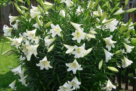 Никакой серой гнили на лилиях: Цветов - валом, аромат - просто "пушка"