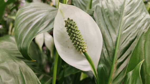 Бросаю 1 таблетку в стакан воды - и спатифиллум цветет как бешеный: выдает по 3 бутона в день 