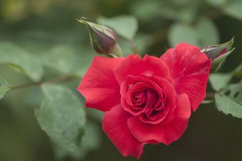 Розам после схода снега - первым делом: Отблагодарят взрывным цветением