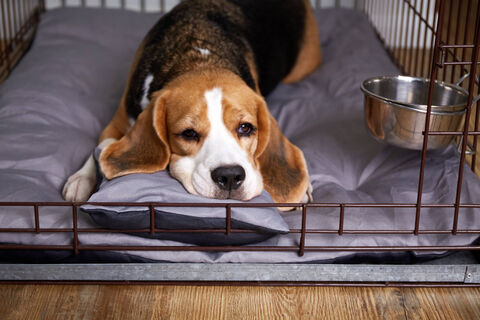 Городовой ру