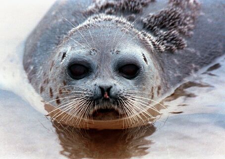 Герой Обводного: тюлень-охотник нашёл приют в Петербурге
