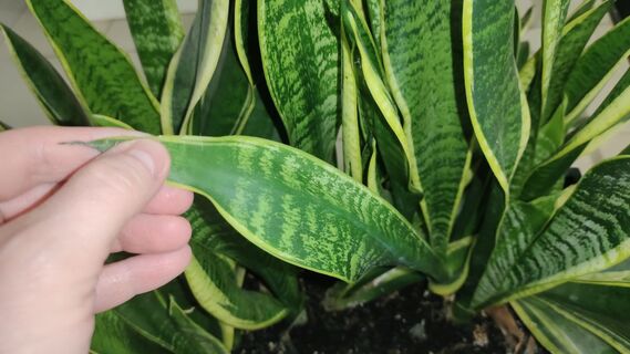 Нужен лишь полив: 5 самых неприхотливых комнатных растений - для ленивых цветоводов 