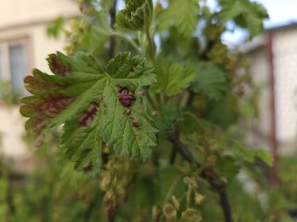 Как избавиться от галловой тли на смородине: вредители "склеют ласты" после 1 обработки – совет от агронома Давыдовой