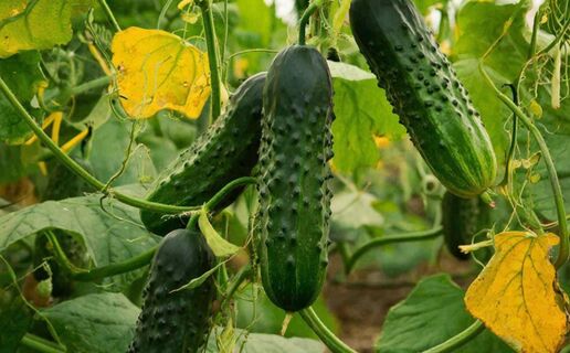 При пожелтении листьев огурцов - прямо сразу: Оживут и зазеленеют как миленькие