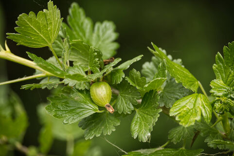 Сочные ягоды без заноз и царапин: 2 сорта бесшипного крыжовника — мечта садовода
