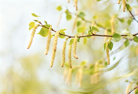 Каким будет лето в 2026 году - погоду подскажут народные приметы на 29 марта: Саввин день