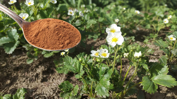 Сыплю 1 ложку "пыли" под куст – и клубника слаще меда: аромат на всю округу, а вкус – как в детстве