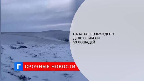 На Алтае возбуждено дело о гибели 53 лошадей у одного хозяина