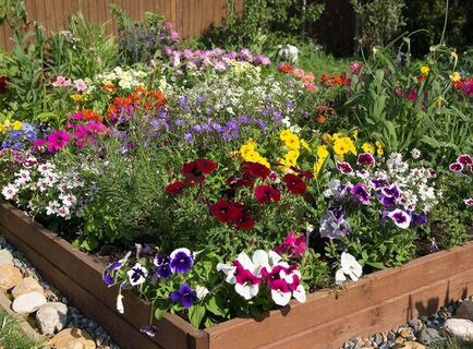 Не боятся ни жары, ни засухи, растут хоть в пустыне: Эти цветы станут настоящим оазисом в вашем саду