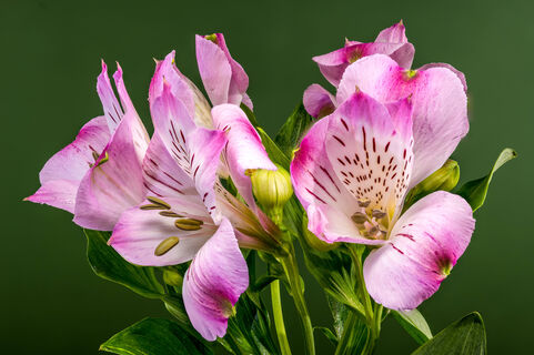 Городовой ру