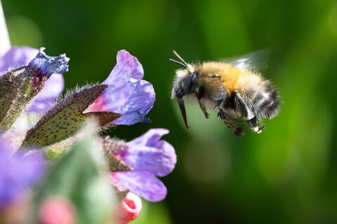 26 апреля – день Фомаиды Медуницы: приметы, традиции и главные запреты 