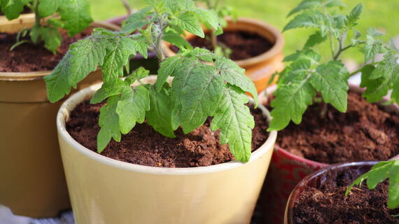 Городовой ру