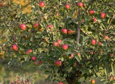 Вешаю на яблоню "блюдце", да непростое: Гусениц, тли и других "гадов" на дереве больше нет