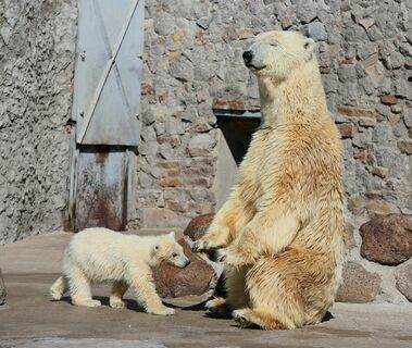 Хаарчаана отметила День белых медведей волейболом и рыбой