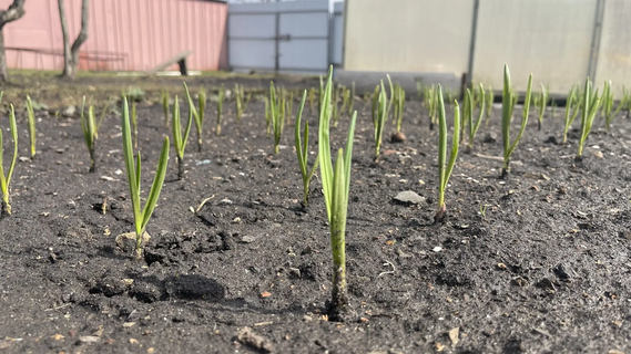 2 компонента в бороздки – и чеснок никогда не пожелтеет: обязательная подкормка в апреле 