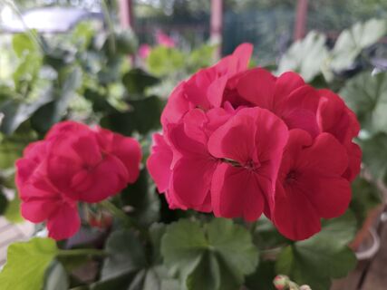 3 пшика на листья – и герань не унять: шпарит бутоны как заведенная днем и ночью – не подкормка, а "живая вода"