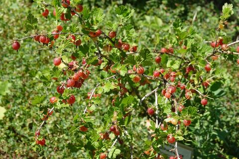 По 3 ведра ягод с куста: крыжовник плодоносит без перерыва — два секрета мега-урожая