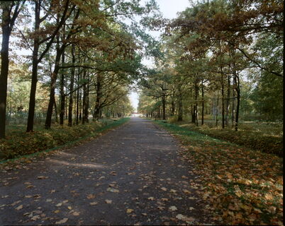 осенняя прогулка