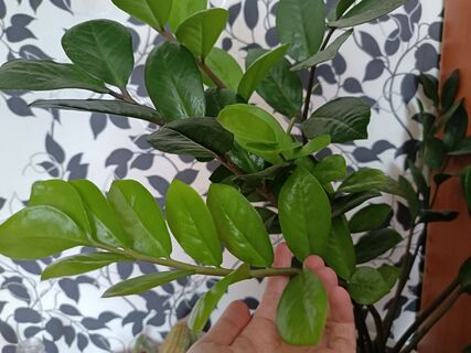 Замиокулькас поливаю редко и просто водой, но с одной хитростью — побеги выдает даже в феврале