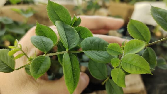 Розам для пробуждения - обязательно: 10 г в воду - и сухой побег оживет на глазах, главная подкормка сезона 