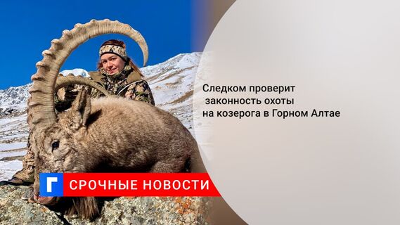 Следком проверит законность охоты на козерога в Горном Алтае