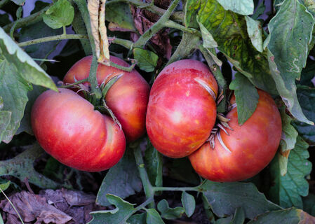 Городовой ру