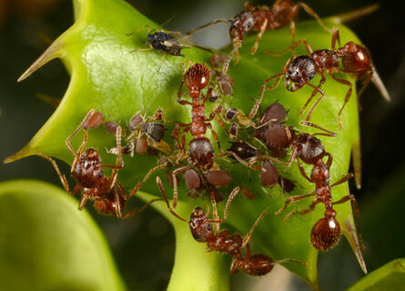 2 мазка на дерево – и муравьи на метр не приблизятся: секретное оружие против полчищ тли и ее "пастухов"